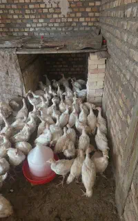 جوجه بوقلمون بیوتی۴۵روزه زرین اصل،مایل‌به معاوضه