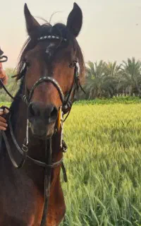 اسب نریون رهوار