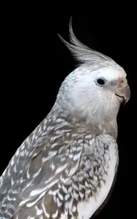 عروس هلندی