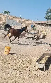 کره‌عرب