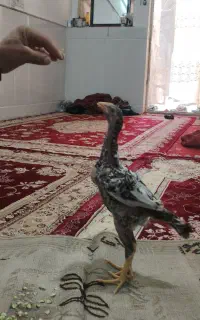 جوجه لاری