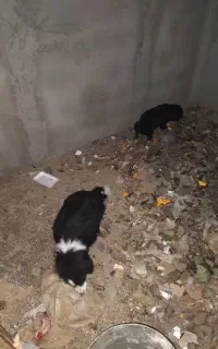 سگ پاکوتاه