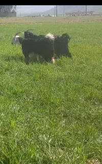 بز گمشده