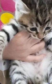 گربه خونگی بازی گوش جنسیت نر