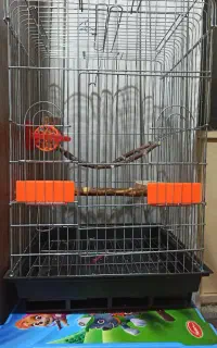 قفس طوطی نو