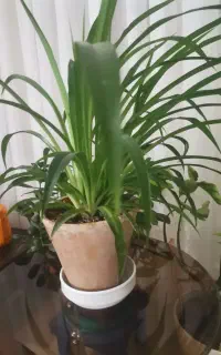 گل شاداب وسرحال