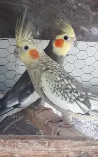 عروس هلندی مولد