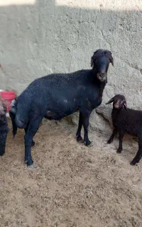 قوچ شیشک