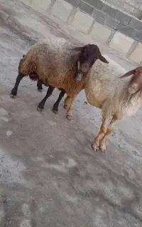 گوسفند