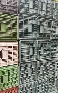 سبد 20کیلو گوجه
