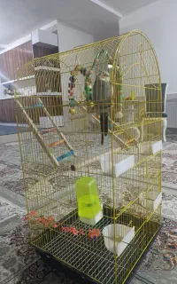 عروس هلندی