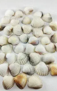صدف درهم دریای خزر