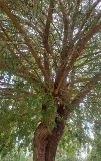 بلیت استخر شاهد گلپایگان