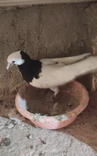 کبوترطوقی پرنده