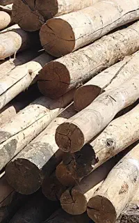 چنار