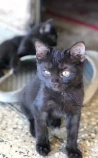 دو توله گربه ۴ ماهه خونگی نژادار، عکس باباشون هست