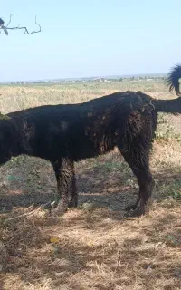 توله قدرجونی