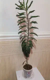 گل طبیعی از ۴۰تومن