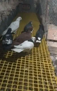 چپ سیاه سرخ کفتربوم.