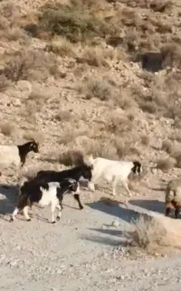فروش بز آبستن