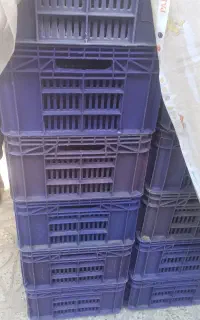 سبد مرغ