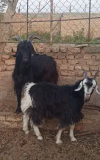 بزغاله نر