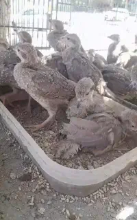 بق . چیل .