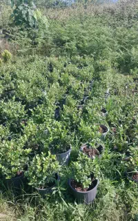 یاس گلدان ۱۰ تعداد ۱۰۰
