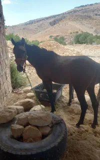 اسب