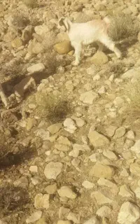 یک کره شیر ماده