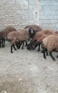میش همو و هترو