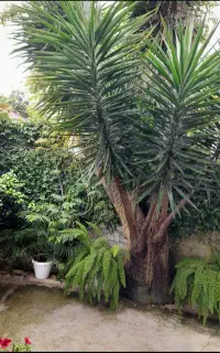 درخت قول پیکر یوکا