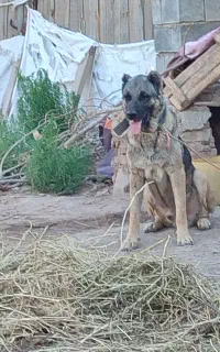 سگ سرابی