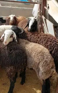 بره