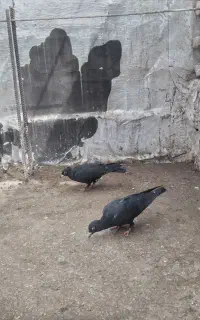 جوجه کرمانی