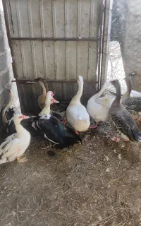 فروش 5عدد غار محلی و4عدد اردک اسراییلی سنگین وزن