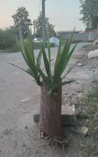 گل یوکا فروشی