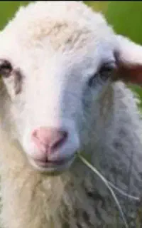 ۳۰راس گوسفندجوان چاق وچله گوشتی