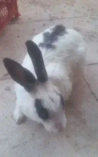 خرگوش خانگی اهلی