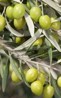 درخت زیتون