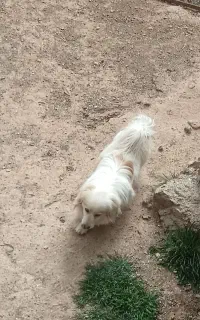 سگ پا کوتاه زرنگ و باهوش