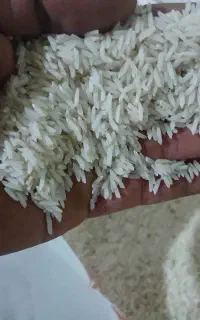 برنج اصل طارم شمال