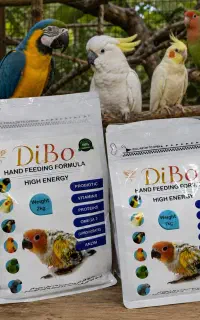 سرلاک پرندگان زینتی برند DIBO