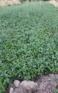 زمین پاریو(چلتیک‌) حاصلخیز