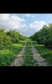 زمین کاسکان گلستان در حد 150 متر یا 200 مترباغچه