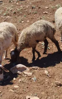 بره گم شده