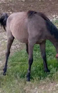 اسب