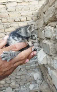 بچه گربه
