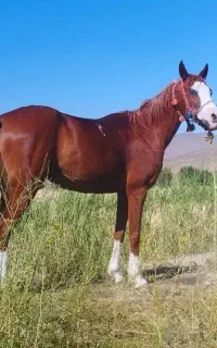 مادیان