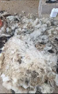 پشم گوسفندی